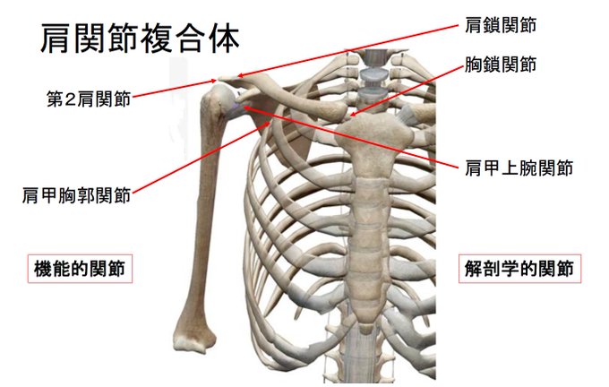 胸鎖関節のtwitterイラスト検索結果 古い順