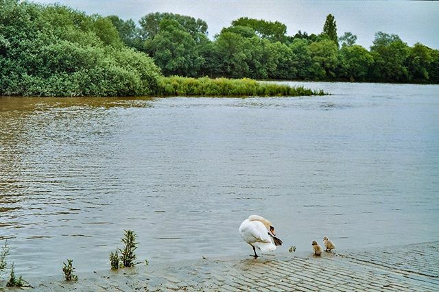 River Thames | 1958 Konica IIIA | Fuji Superia X 400 |
.
.
.
.
.
.
#konicaiiia #fujisuperiaxtra400 #northernrail #birdlife #LoveGreatBritian #londonwildlife #riverbank #filmphotography #analogphotography #filmisnotdead #analoguephotography #believeinfilm… ift.tt/30HcWzZ