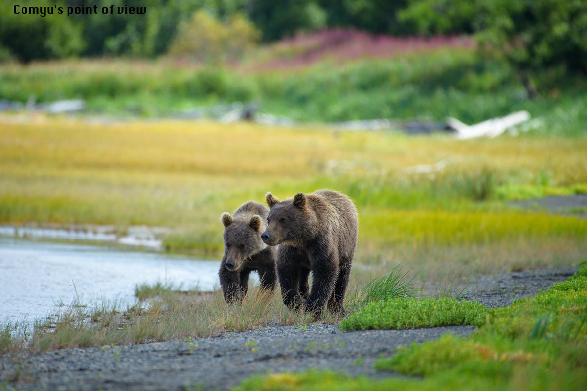 Comyu Comyu S Point Of View Photo Book Anything 19ver 60p 62p アラスカ カトマイ国立公園 Cpov Anything19