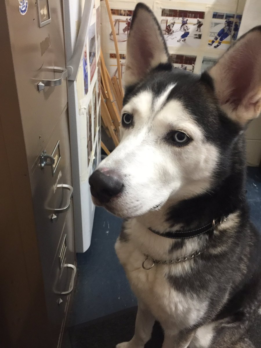 Corvairs have a new team mascot who’s at the rink early every morning to keep me company, he’s going to be at practice on Wednesday night so that he can meet all the boys, say hello to NEKO