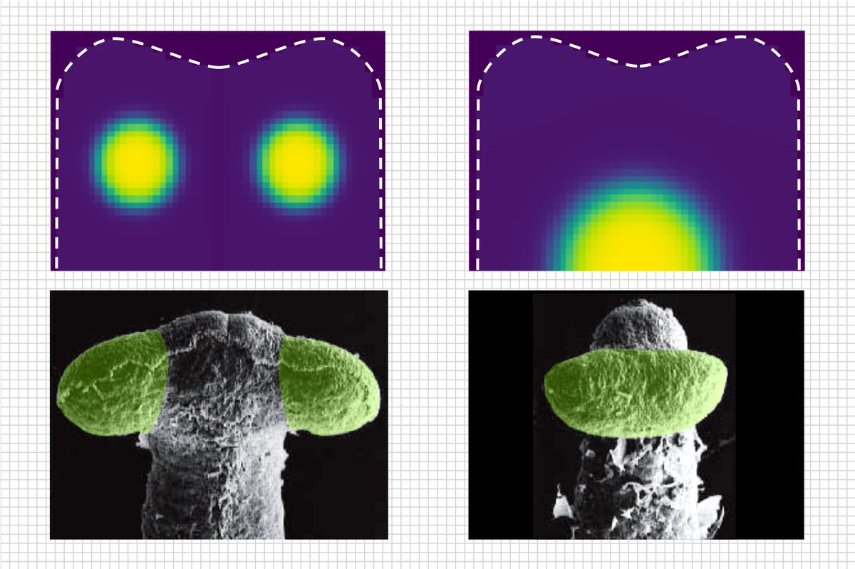 We’re recruiting now for a second #DevBio PhD position @biouea – How is eye number determined in vertebrate embryos? Visit: tinyurl.com/vrlobfd

Please RT
#FindAPhD #GetPhD #PhDFunding
@the_Node @BSocietyDevBiol