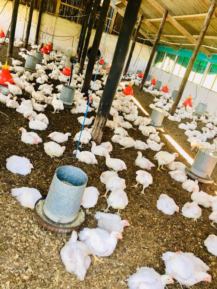 ThuliMageba's tweet photo. I am expanding my chicken business to Durban. So all my potential customers can start placing orders 1st week of February!

Deliveries are done on Tuesdays and Thursday chickens are still R80.00 - Call 0780779594!

#MisuZuluPoultry 
#FeedingTheNation
#YoungFarmer https://t.co/kf9RPWgQad
