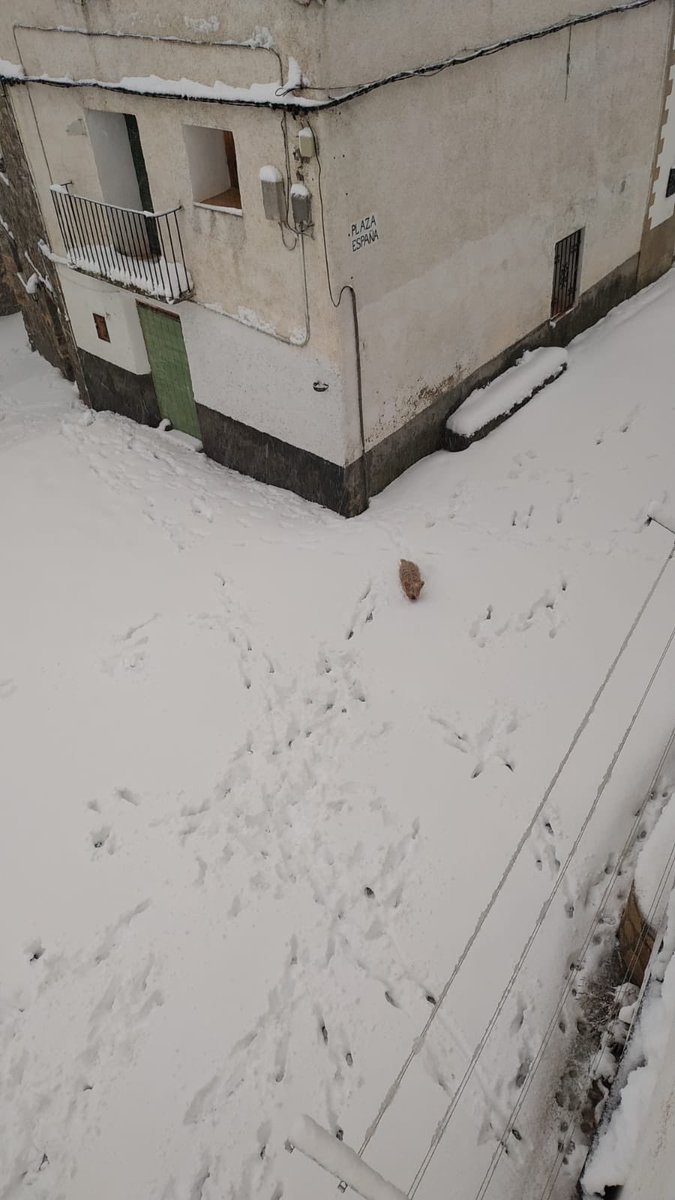 El_Vispal's tweet photo. El Vispal todavía más blanco ❄️⛄️ tenemos unos buenos centímetro y sigue nevando 🌨

Gracias familia Renard-Zafon por las fotos😍

#linaresdemora #teruel #vispal https://t.co/uTm8Cf6Vuv