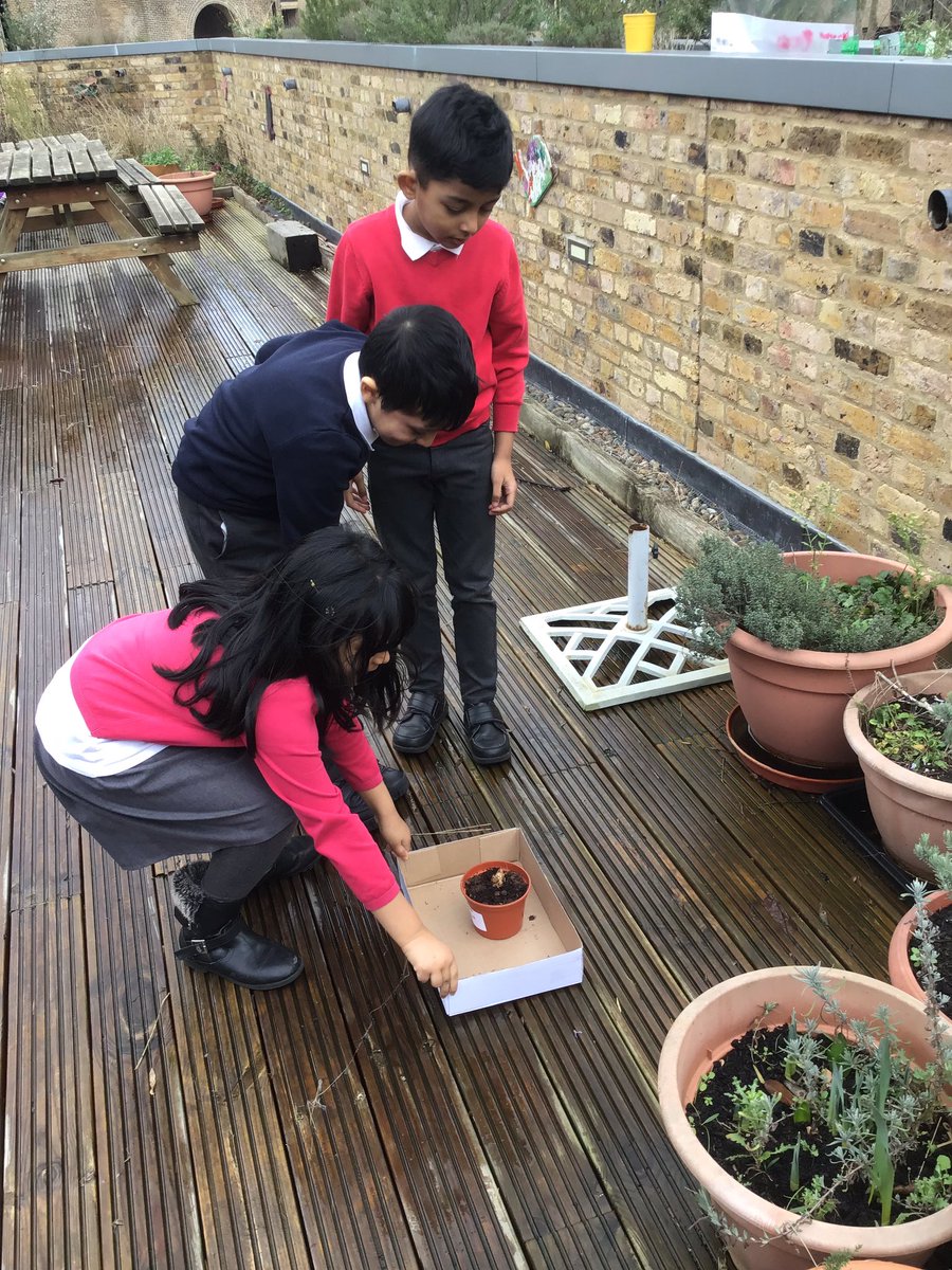 MayflowerSch's tweet photo. Which bulb will grow the best? #science #plants #growth #testingconditions #ofili #wearegardeners https://t.co/egfvcJN1zv
