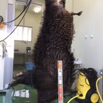 172.5KGのイノシシがオッコトヌシ級!さぞかし名のあるヌシだったことでしょう