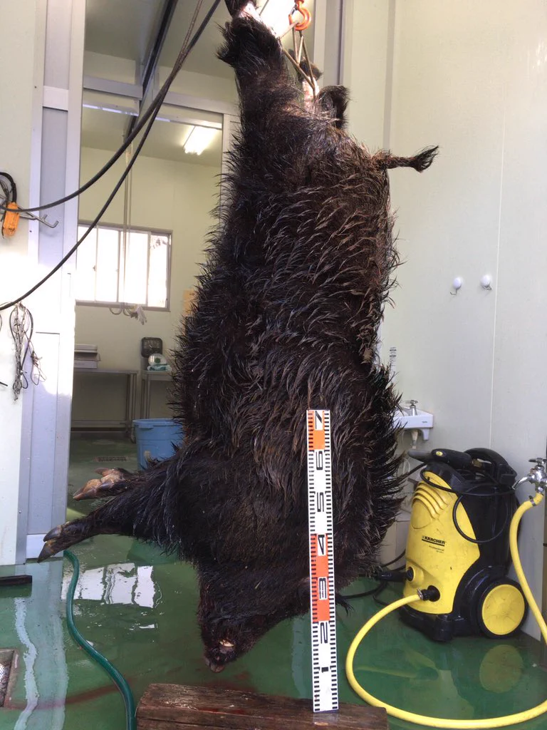 172.5KGのイノシシがオッコトヌシ級！さぞかし名のあるヌシだったことでしょう