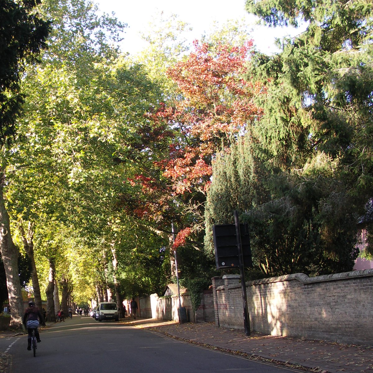 CamCanopyProj's tweet photo. Introducing #TreeTuesday! Each week we'll share some interesting tree facts. To get things started, did you know there are 335,884 trees (&amp; shrubs >1.2m) in Cambridge. Most are privately owned in residential gardens, but @camcitco own &amp; manage >30,000 #CamTrees #UrbanForest https://t.co/1lsbNy4ksU