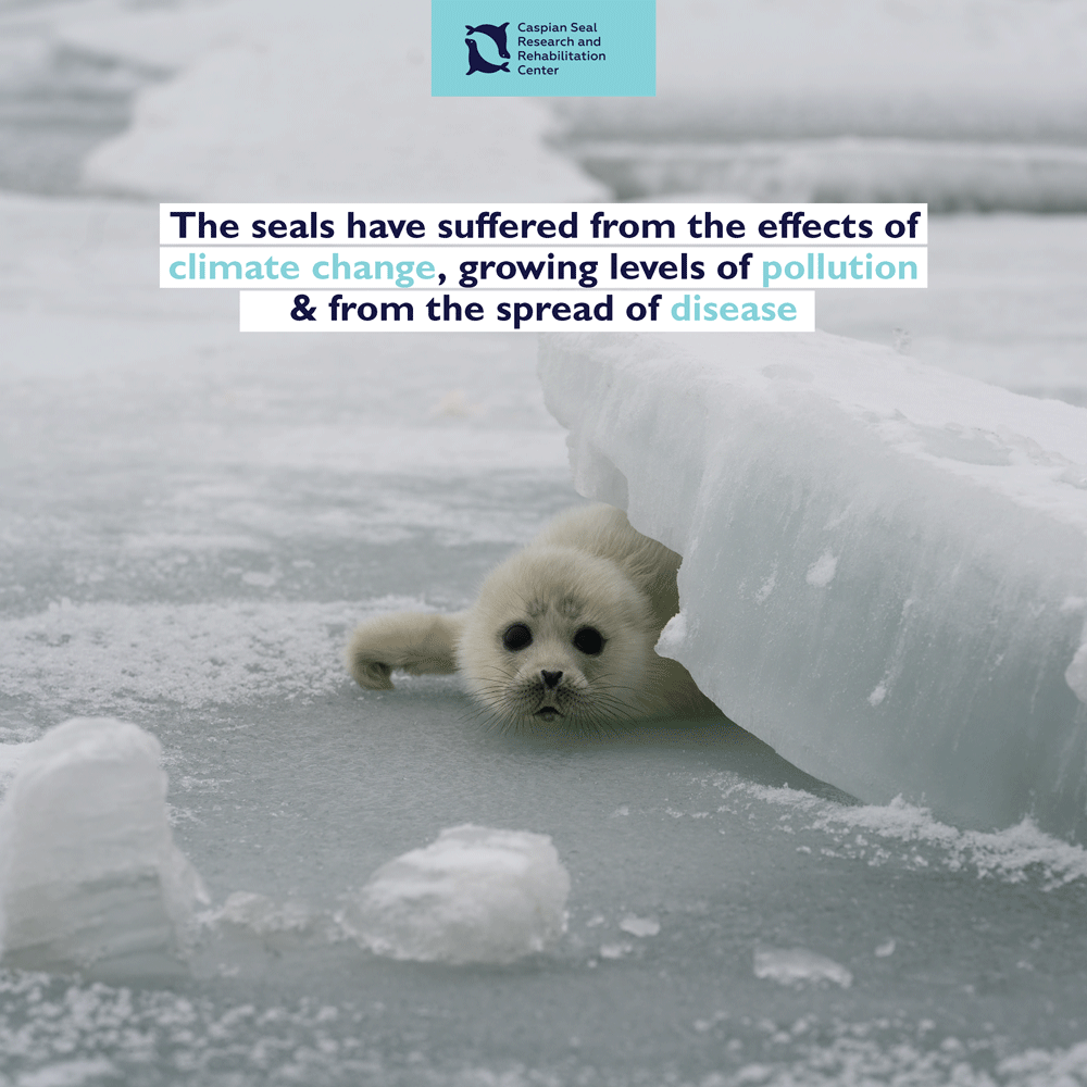 CaspianSealRRC's tweet photo. The #CaspianSeal has suffered from the effects of #ClimateChange growing levels of #pollution and the spread of disease. Keep following our social platforms where we will discuss how these contributing factors have had a detrimental effect on the seal population #IUCN #Takeaction https://t.co/XRSmB402qC