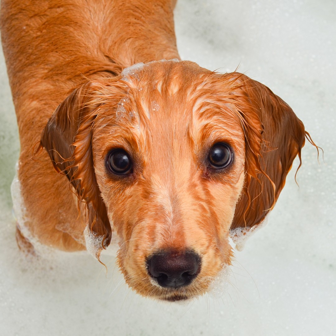 It's Tip Tuesday and we are looking at the secrets of Groomers 😜 
Click here to read them: ow.ly/uhIm50xnEpy 

#Groomersonline #groominguk #groomerslife #lifeofagroomer #groominguk #groomers #lovegroomers #lovegrooming #doggrooming #dogs #groomerslife