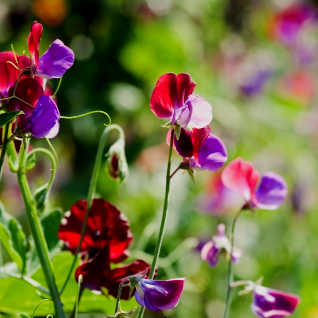 gfcuk's tweet image. Have you been thinking about what #springbedding you're going to be #sewing this year? Perhaps #delphiniums &amp;amp; #sweetpeas 🌸🌷
*
*
*
Sweetpea image from Gardenersworld.com
Delphinium image from Gardendesign.com
#gardening #gardener #spring #nature #lovegardening