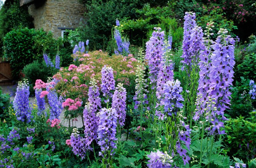 gfcuk's tweet image. Have you been thinking about what #springbedding you're going to be #sewing this year? Perhaps #delphiniums &amp;amp; #sweetpeas 🌸🌷
*
*
*
Sweetpea image from Gardenersworld.com
Delphinium image from Gardendesign.com
#gardening #gardener #spring #nature #lovegardening