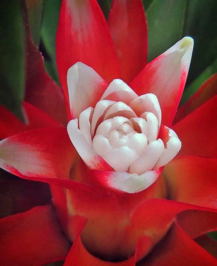 ландшафт гуллари. тюльпаны кекенхоф 2020. самый лучший цветок в мире. самый лучший цветок в мире. красивые розы.