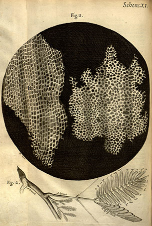 artist_oni's tweet photo. Robert #Hooke's beautiful drawings revealed microscopic life for the first time in history. He saw cells (coining the term!) under his home-made microscopes using cork. His artistic skills allowed his seminal work to be published in a 1665 book called 'Micrographia'. #cells
3/4 https://t.co/zlz5zvkjJu