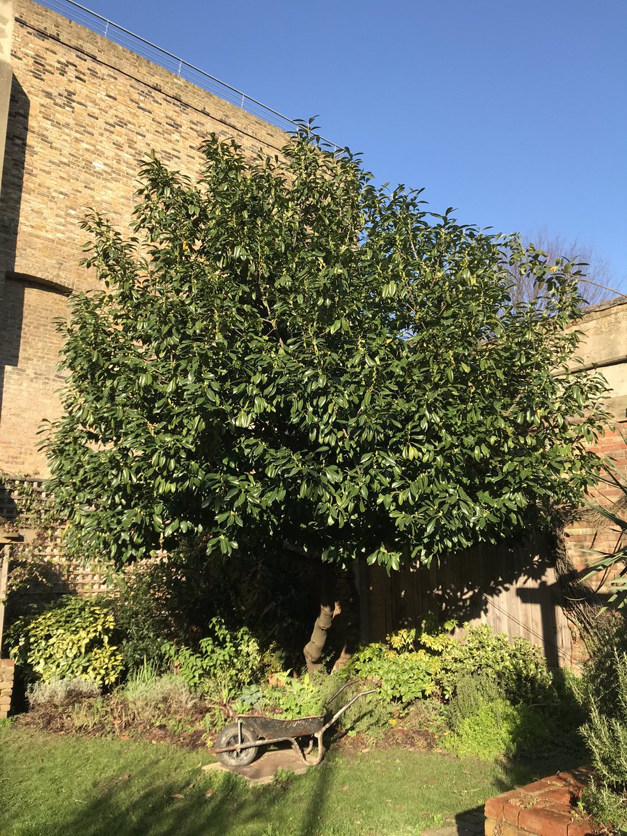 meanwhilegdns's tweet photo. ❄️ Winter sunshine on the Laurel in our courtyard 🌳 #communitygarden #NorthKensington #Laureltree 🌿 https://t.co/6YsWHZljVb