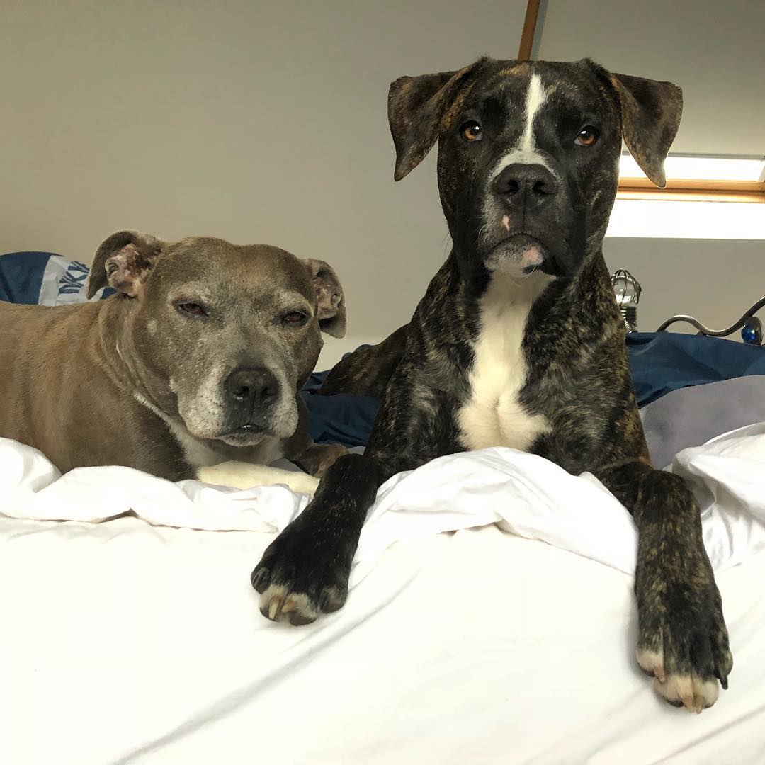 webdezign's tweet photo. @annawebbdogs Im afraid we also let them on the sofas! and our beds too, spoilt little ones! https://t.co/MYSK3e2P0S