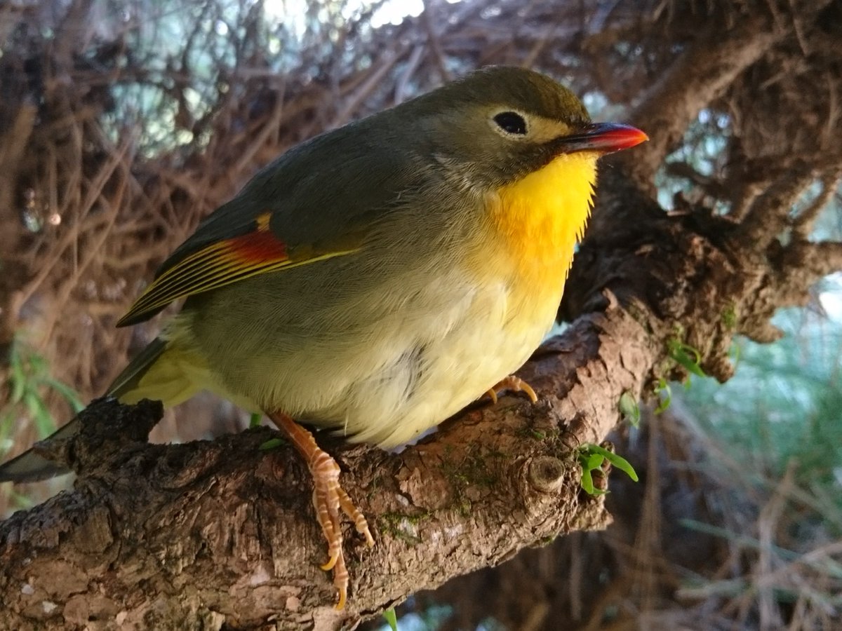 高瀬花園 遺族がいない叔父と叔母の家を片付け中に現れた可愛い鳥 調べたところソウシチョウという外来種の野鳥でした なぜか逃げずに手に乗っている 亡くなった叔父と叔母が見にきたのかも 逃げる気配もないので庭に放すと元気に飛んで行きました