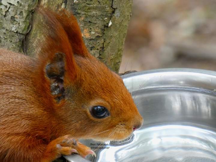 TreeSpanner's tweet photo. Happy Red Squirrel appreciation day!
#RedSquirrelAppreciationDay #RedSquirrels2020 https://t.co/58F0JbioUO