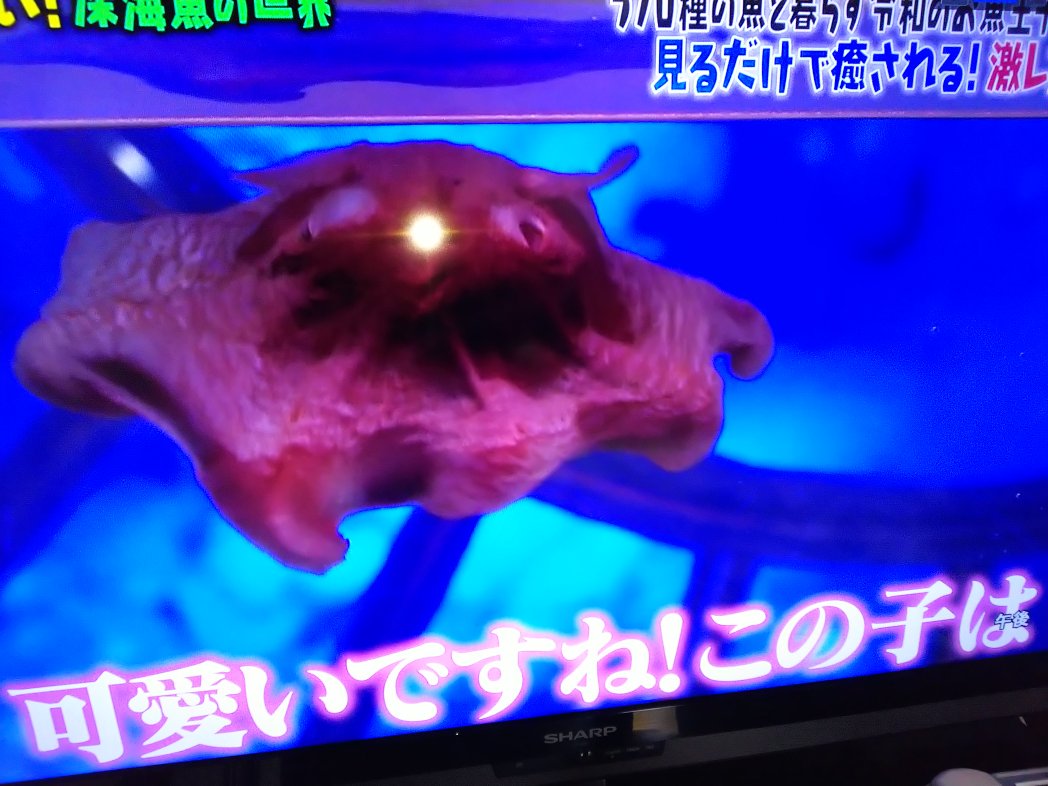 マツコの知らない世界で メンダコ が話題に 2ページ目 トレンドアットtv