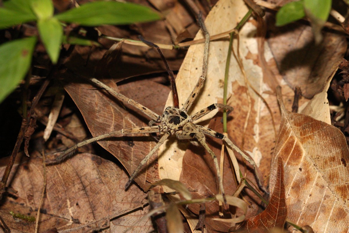 Malaysian spider