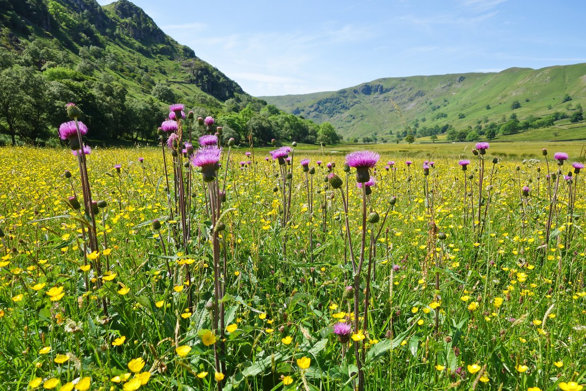 This project sits comfortably alongside our farming operation in Swindale. We have cut the hay meadows every year since the beck restoration took place, and graze them afterwards. [pic:  @JFDIecologist]