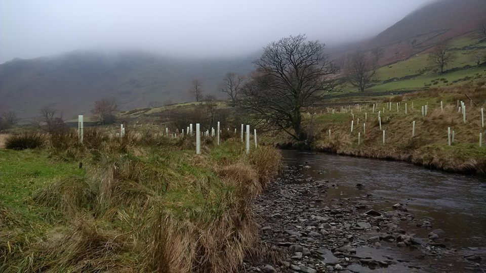 We've planted trees along the beck in several places. This will help to stabilise the banks and also provide shade, keeping the water cool, benefiting fish. When the trees mature, they'll contribute woody debris to the beck, adding further habitat diversity.