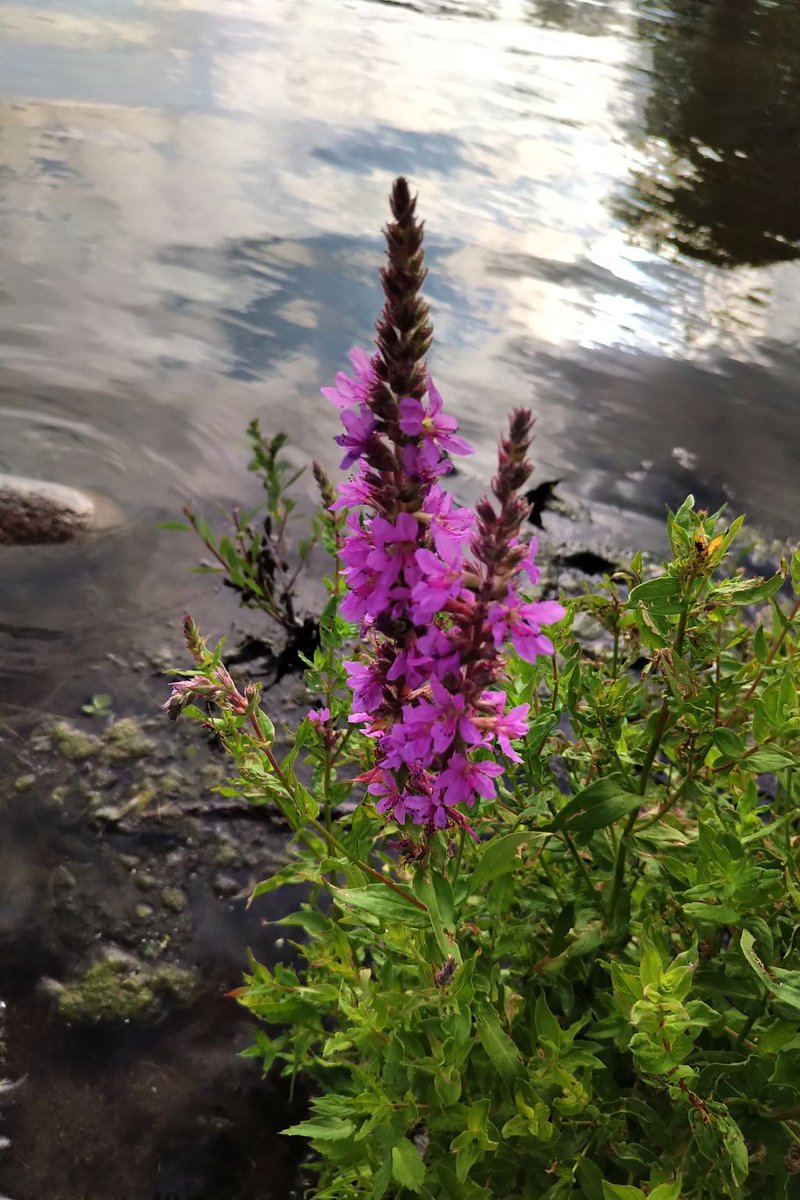 FWRWMA's tweet image. Purple Loosestrife (Lythrum thymifolia) is found in various spots throughout SK.  This is a highly invasive weed that invades wetlands and riparian areas.  If you see it, report it and control it.  #earlydetectionearlyresponse #fwrwma #invasiveweeds
