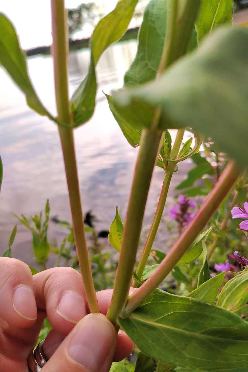 FWRWMA's tweet image. Purple Loosestrife (Lythrum thymifolia) is found in various spots throughout SK.  This is a highly invasive weed that invades wetlands and riparian areas.  If you see it, report it and control it.  #earlydetectionearlyresponse #fwrwma #invasiveweeds