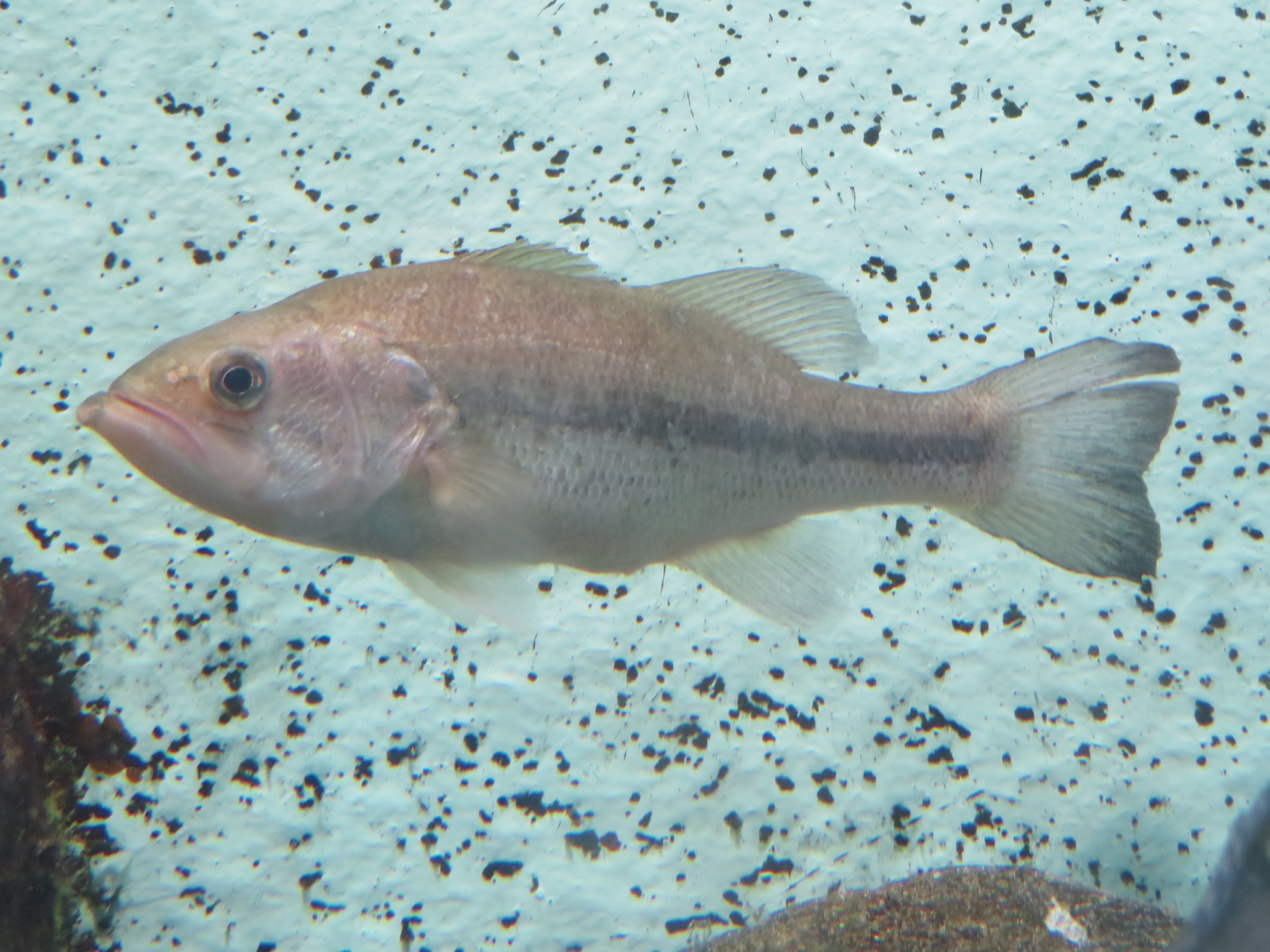 シンゲツ獣 ビースト ブルームーン ナイルパーチ 琵琶湖博物館 にて はアフリカ大陸原産の肉食淡水魚だが 白身で美味なためにビクトリア湖に放流され 数百もの固有の淡水魚を絶滅に追いやってしまった 湖は藻類が異常に繁殖し 生態系が崩壊しかけて