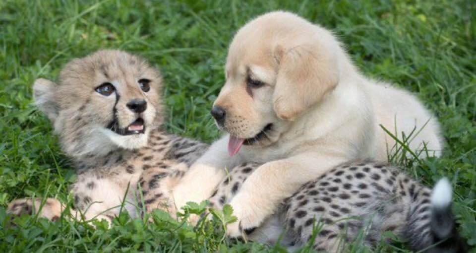 asianewsteam's tweet image. #KnowWhy | Zoos around the world are raising cheetah kittens with puppy companions to help the cheetahs deal with excess energy, learn social cues, and combat stress.