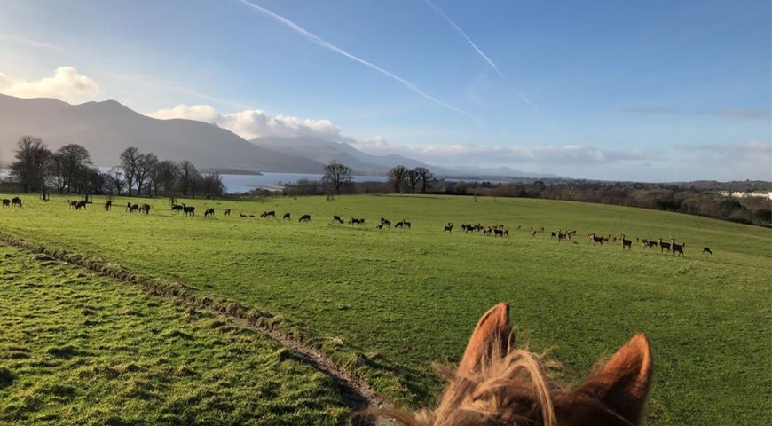 killarneystable's tweet image. So much beauty in one photo! ❤️ 
Tag someone you would love to bring here this year. 
-
-
-
#Parklife #Killarneynatonalpark #Horseriding #Tourguide #Kerry #HorseridinginKerry #Killarney #Ringofkerry #HorseridinginIeland #Killarneynationalpark #Killarneyridingstables