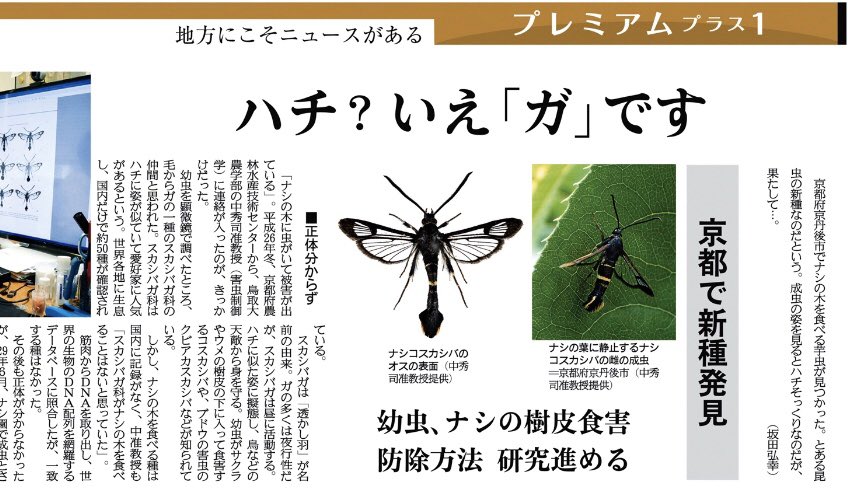 ナシコスカシバ ナシコスカシバ