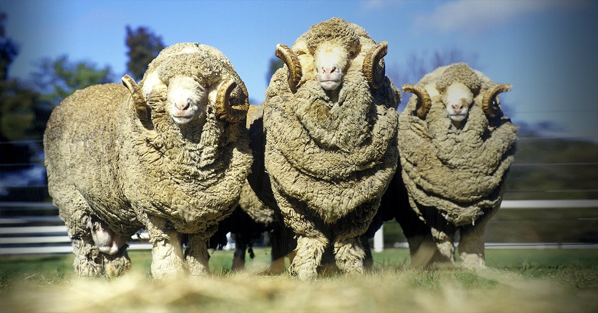 Merino wool is the ultimate natural and sustainable performance fibre. Super lightweight and breathable, our pure merino wool knitwear affords the gentleman unrivalled comfort whatever the occasion or ambient conditions bit.ly/CrombieMerinoK…