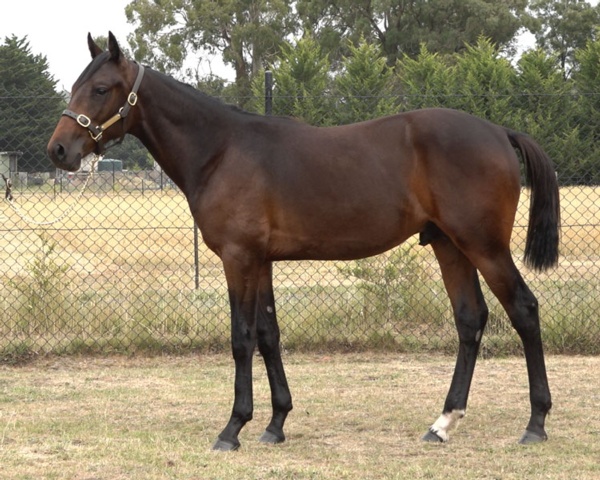 Lot 118 Melbourne APG Sale, Always B Miki x Feel the Magic half brother to Keayang  Secret passed in, for Sale $26k <a href="/AustPacingGold/">APG Ltd</a>  or Call Steve 0487 24 05 54