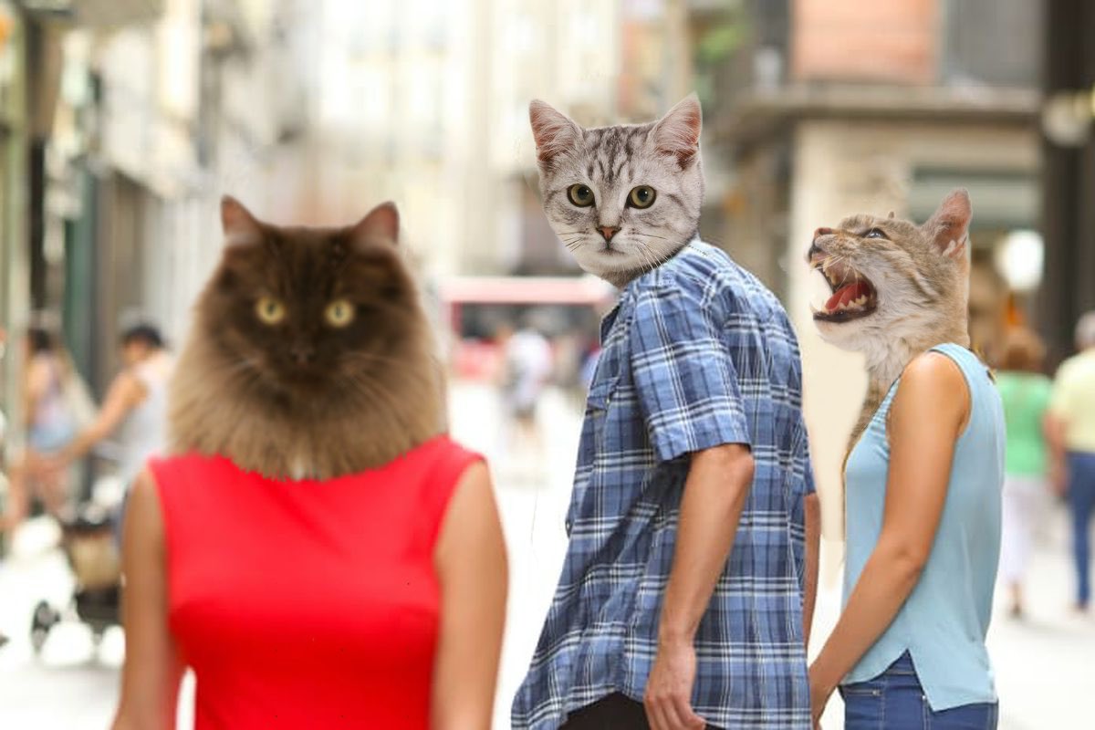 pets_as's tweet photo. Meowme #distractedboyfriend #CatsOnTwitter https://t.co/ZyRQEzEH8i