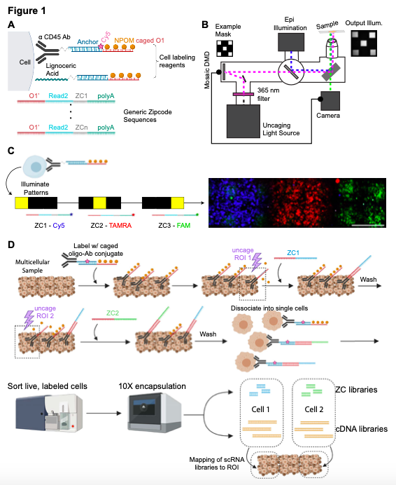ZipSeq: Barcoding for Real-time Mapping of Single Cell Transcriptomes. (@UCSF @ImmunoX)  Spatial transcriptomics seeks to integrate single-cell transcriptomic data within the 3- dimensional space of multicellular biology.  Ref: http://bit.ly/37ZNrN4  #singlecell #ZipSeq
