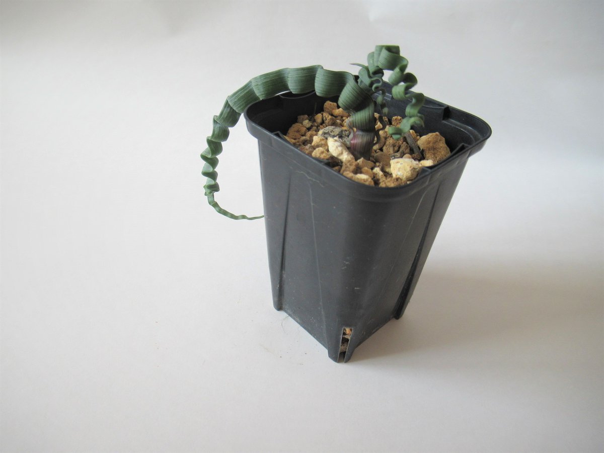 tawashiatsume's tweet photo. 【たわし集め】
𝑻𝒓𝒂𝒄𝒉𝒚𝒂𝒏𝒅𝒓𝒂 𝒕𝒐𝒓𝒕𝒊𝒍𝒊𝒔
Bulb plant from South Africa. Wavy leaves are impressive, as if were regularly folded. Though seemingly abnormal, like that also in their habitat.
#succulent #trachyandra #たわし集め https://t.co/ZH85D6l23K