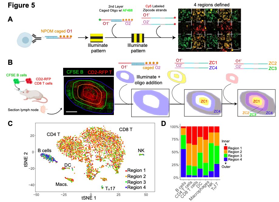 ZipSeq: Barcoding for Real-time Mapping of Single Cell Transcriptomes.  ZipSeq uses patterned illumination and photocaged oligonucleotides to serially print barcodes (Zipcodes) onto live cells within intact tissues  Ref: http://bit.ly/37ZNrN4  #singlecell #ZipSeq #scRNAseq