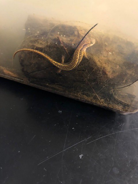 GenGreeneGators's tweet photo. General Greene is fortunate to have a certified science specialist! Our Gators get to experience many hands-on activities &amp; see science up close &amp; personal! Mrs. Baldwin took her science classes to the creek to explore today! Look what they discovered! #scienceinourbackyard https://t.co/oFoplwhgOp