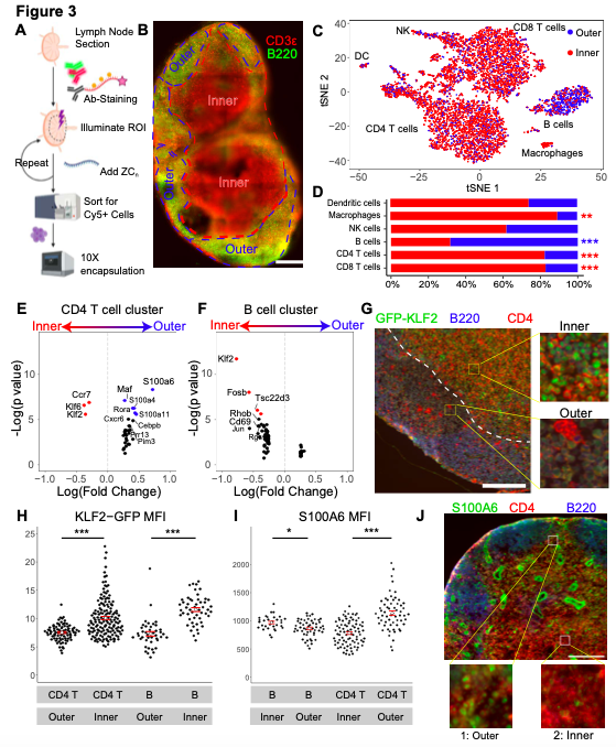 ZipSeq: Barcoding for Real-time Mapping of Single Cell Transcriptomes.  Using ZipSeq, they mapped gene expression in 3 settings: in-vitro wound healing, live lymph node sections & in a live tumor microenvironment (TME)  Ref: http://bit.ly/37ZNrN4  #singlecell #ZipSeq #scRNAseq