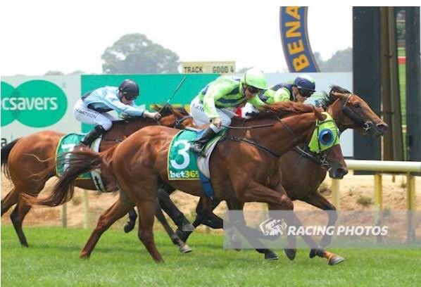 Cloud9Tbreds's tweet photo. 2 runners today for @Cloud9Tbreds...
☁️9️⃣️🐴
@BendigoJC
🔹R8- BENDIGO POET 📸
@AraratRC
🔹CLAP CHAP
All the best to connections..
#raceday #cloud9 #fortheowners #thoroughbred #horseracing https://t.co/yxIQbWouiF