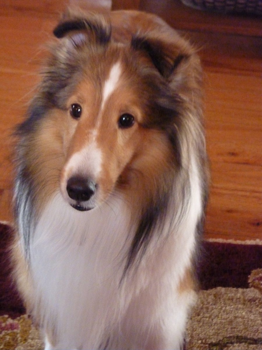 shelties for rehoming