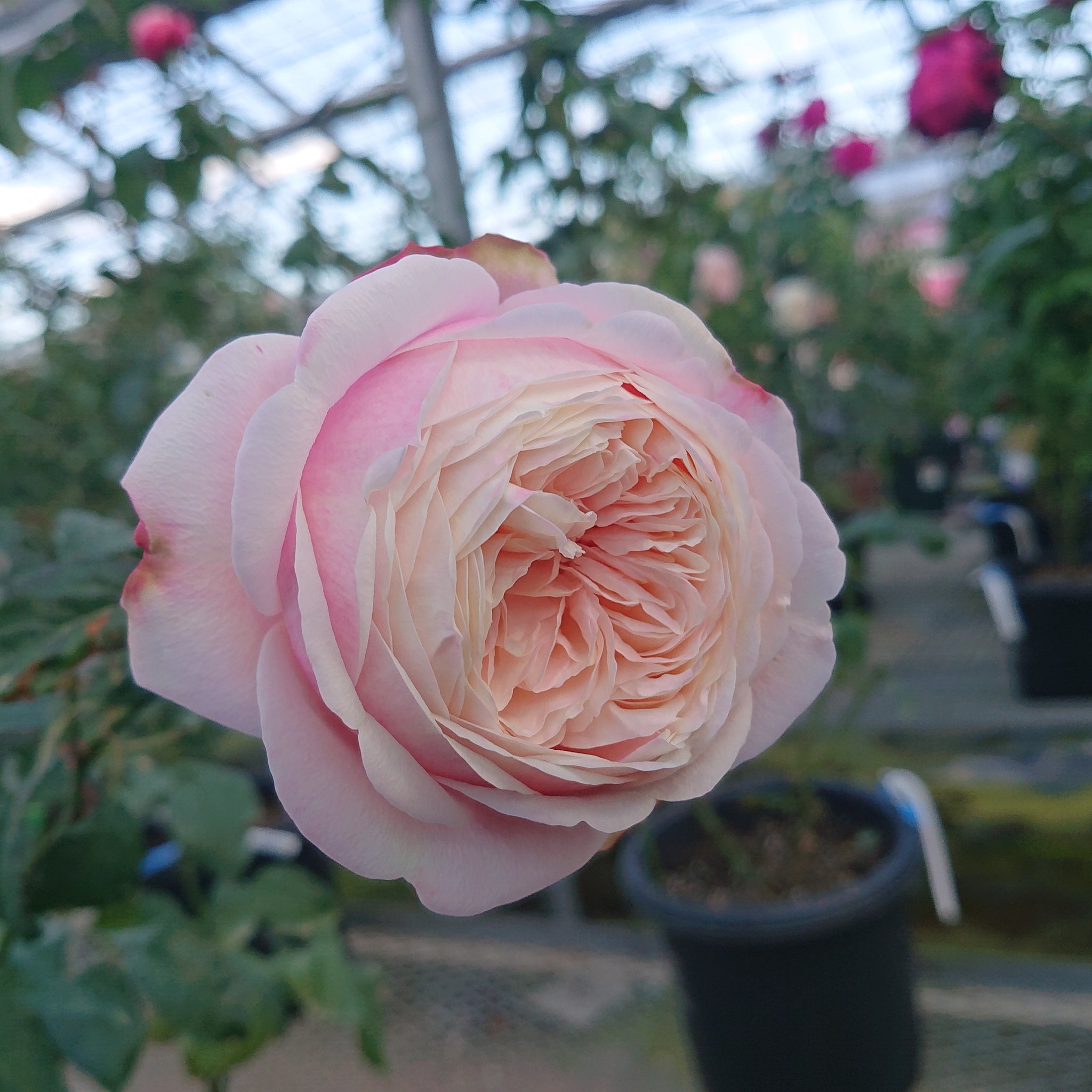 環 Twitter Search Twitter