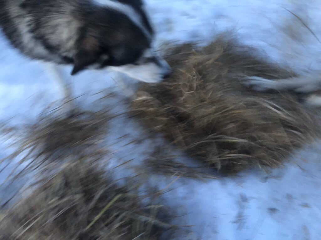 A twilit blurry photo of some fresh straw on snow. Pepe looks down on it while a paw from an unseen dog pulls some away