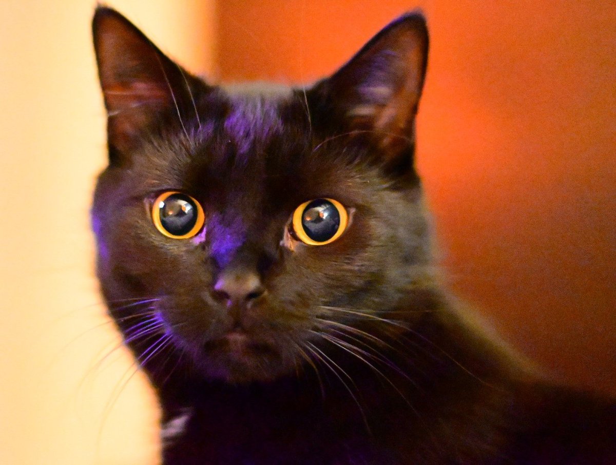 Close-up of black kitten