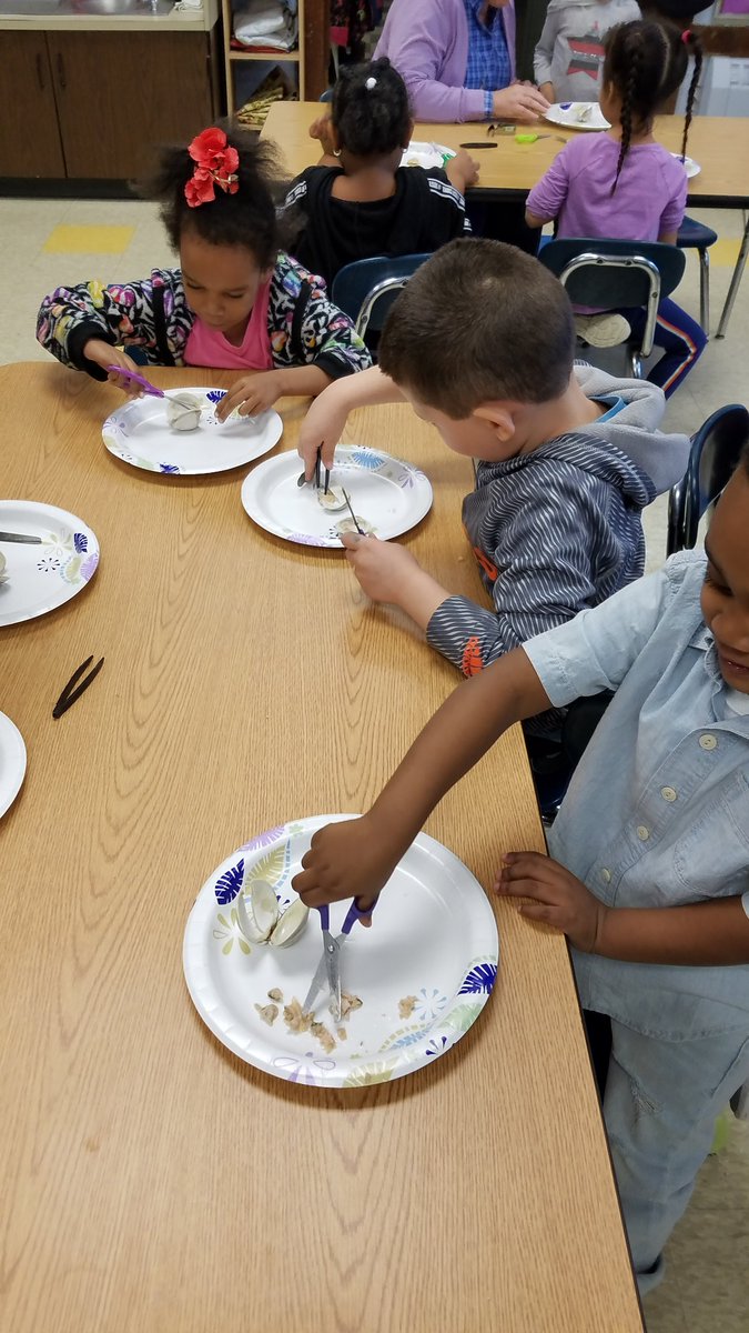 dardis_school25's tweet photo. Just dissecting some clams as part of science. #Kindergarten https://t.co/SPentkmfNW