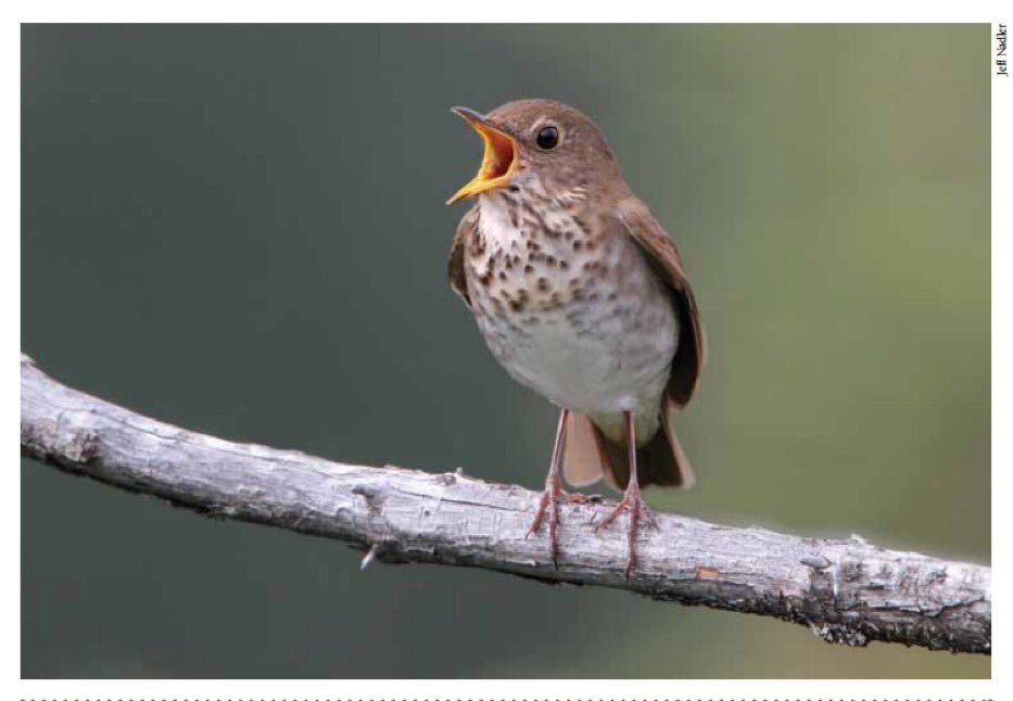 NelsonFPena's tweet photo. #EveryDayisallWehave #BicknellsThrush #VermontRD
A migration of 1,780 miles to the Dominican Republic
The Rosario Family is committed to protect it's habitat.
Please help support our cause by bringing awareness to our protest on February 5th FM: @EmbajadaESPenRD to @BanreservasRD https://t.co/TM1mISWH1q