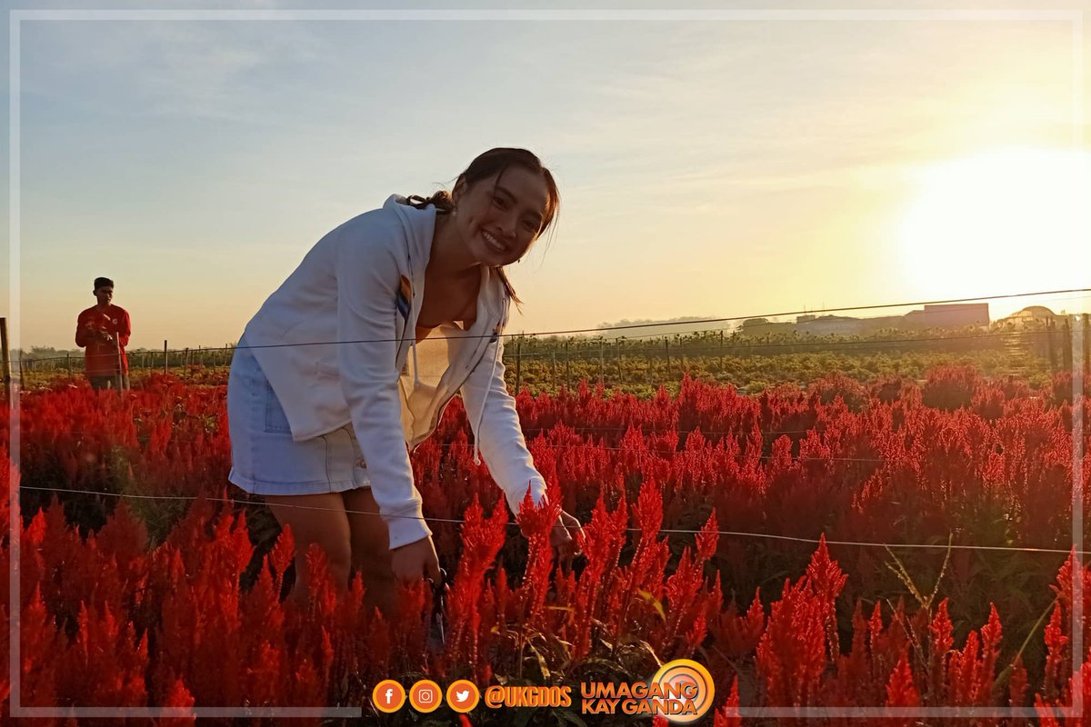 ukgdos's tweet photo. Flower power! 🌻🌹💐 May dating place suggestion sa atin sina #UKGSquad Roxy, Martin, and Pat! 'Yan ang dinayo nilang flower farm sa Tarlac City! 😍🧡 https://t.co/UfJBAUTLRK