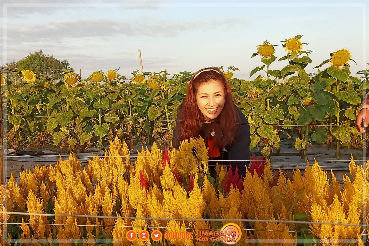 ukgdos's tweet photo. Flower power! 🌻🌹💐 May dating place suggestion sa atin sina #UKGSquad Roxy, Martin, and Pat! 'Yan ang dinayo nilang flower farm sa Tarlac City! 😍🧡 https://t.co/UfJBAUTLRK