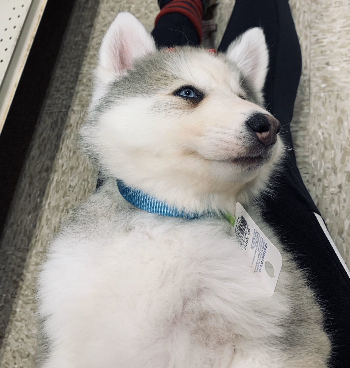 Trevor and I got a Husky! Everyone, meet Rey💙