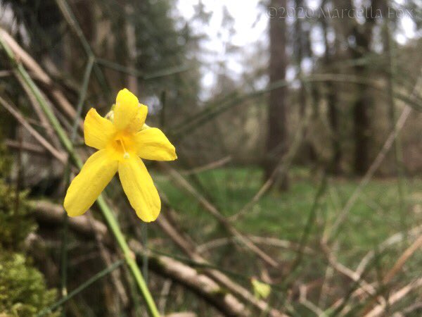 Photo of a five-petal, yellow flower. Background is unfocused meadow and tree trunks, with wooded hill in the very back.